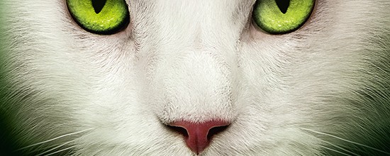 warrior_letzte-Hoffnung-cover